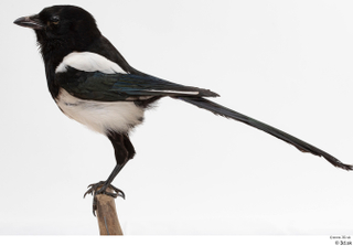 Common magpie Pica pica whole body 0013.jpg